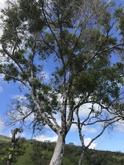 Metrosideros collina