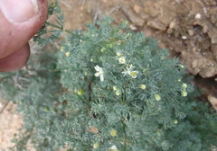 Asparagus capensis capensis