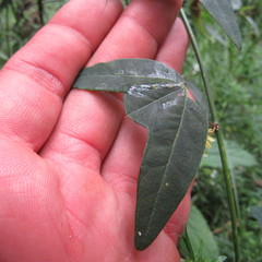Passiflora erythrophylla