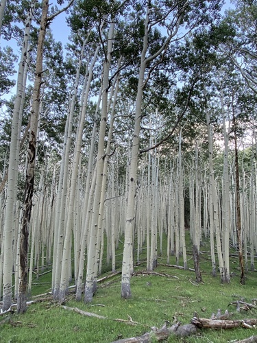 Populus tremuloides iNat (3)