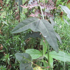 Passiflora erythrophylla