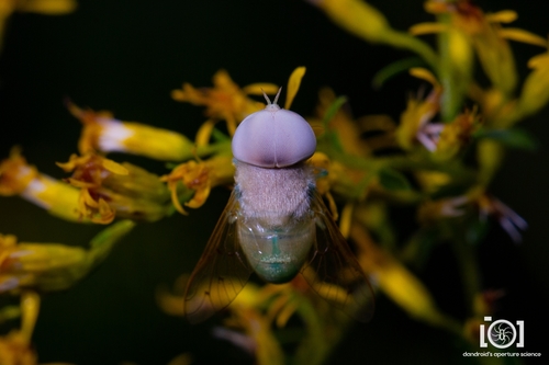 Green Horse Fly photo 3