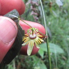 Passiflora erythrophylla