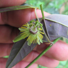 Passiflora erythrophylla