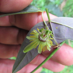 Passiflora erythrophylla