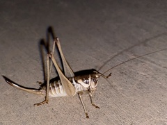 Pediodectes stevensonii