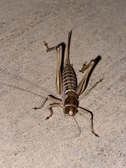 Pediodectes stevensonii