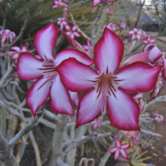 Adenium multiflorum