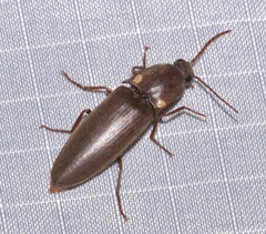 Vesperelater arizonicus