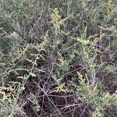 Chenopodium nitrariaceum
