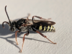 Nomada vicina