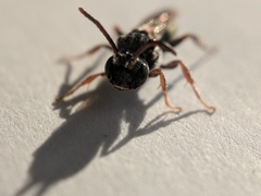 Nomada vicina