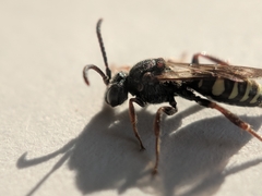Nomada vicina