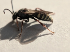Nomada vicina