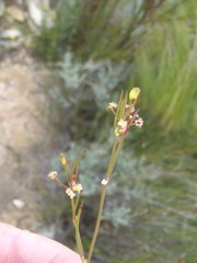 Centella virgata virgata