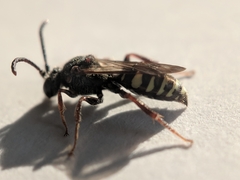 Nomada vicina