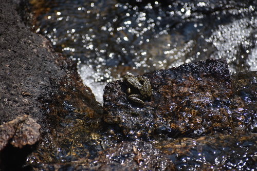 iNaturalist observation photo of Sierra Nevada Yellow-legged Frog