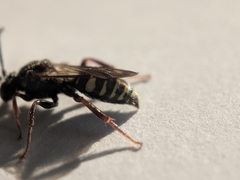 Nomada vicina