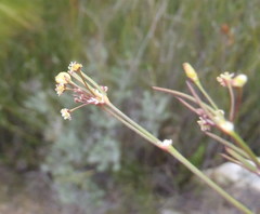 Centella virgata virgata