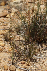 Tritoniopsis nervosa