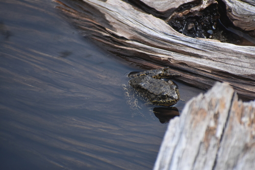 iNaturalist observation photo of Sierra Nevada Yellow-legged Frog