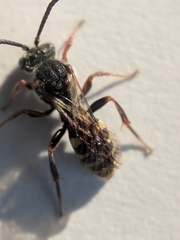 Nomada vicina