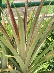 Ananas comosus
