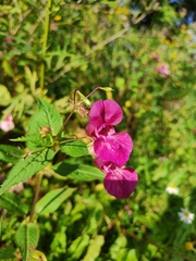Impatiens glandulifera