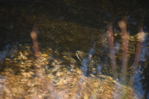 iNaturalist observation photo of Sierra Nevada Yellow-legged Frog