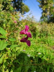 Impatiens glandulifera