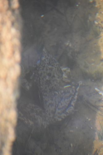 iNaturalist observation photo of Sierra Nevada Yellow-legged Frog