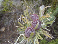 Leucadendron album
