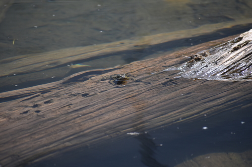iNaturalist observation photo of Sierra Nevada Yellow-legged Frog