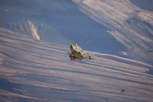 iNaturalist observation photo of Sierra Nevada Yellow-legged Frog