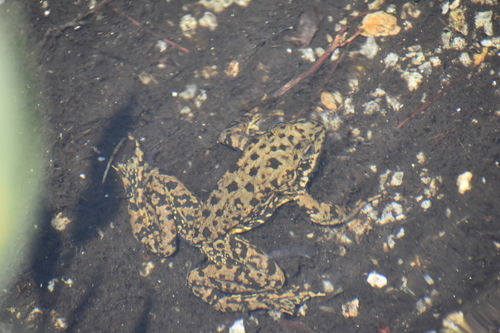 iNaturalist observation photo of Sierra Nevada Yellow-legged Frog