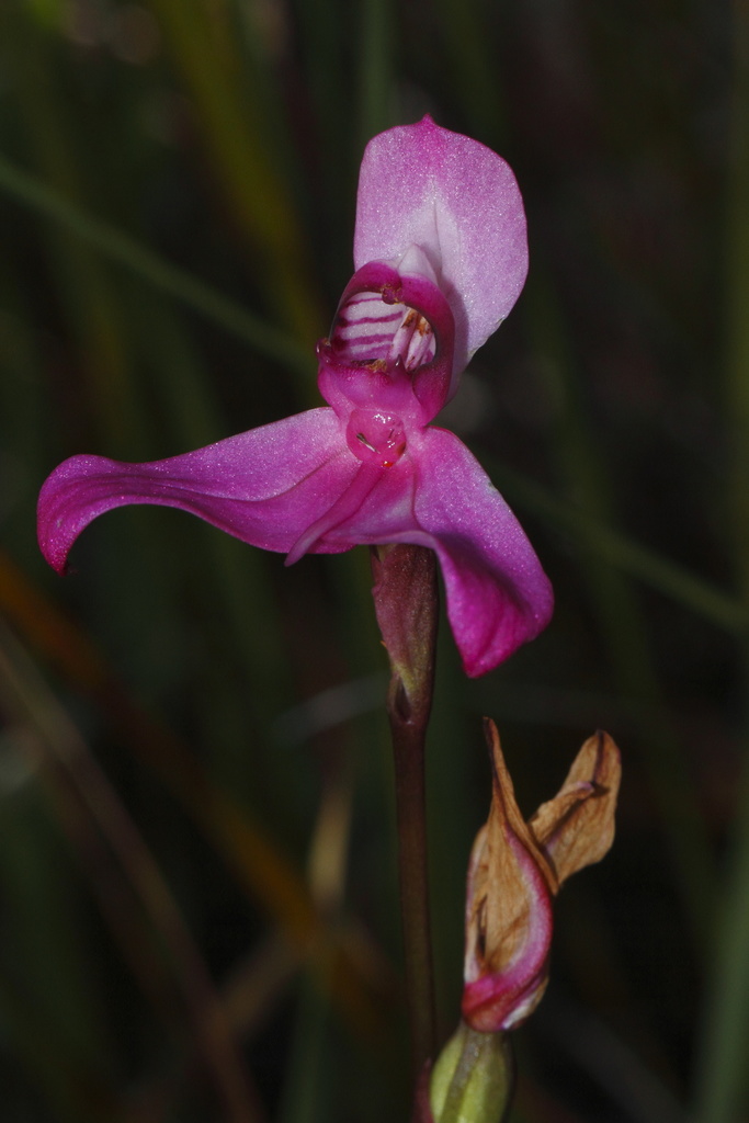 Disa venosa