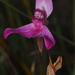 Disa venosa - Photo (c) Patrick Lane, some rights reserved (CC BY-NC), uploaded by Patrick Lane