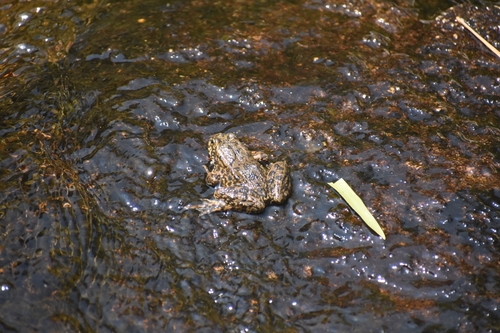 iNaturalist observation photo of Sierra Nevada Yellow-legged Frog