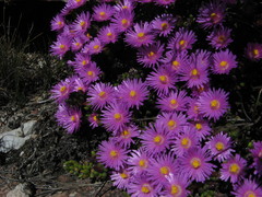 Esterhuysenia alpina