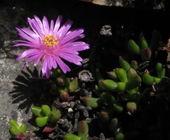Esterhuysenia alpina