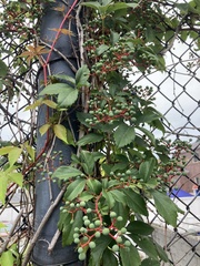 Parthenocissus quinquefolia