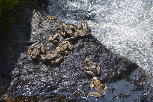 iNaturalist observation photo of Sierra Nevada Yellow-legged Frog