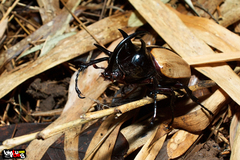 Eupatorus gracilicornis