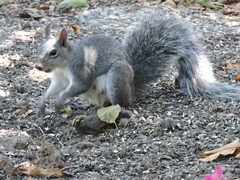 Sciurus griseus