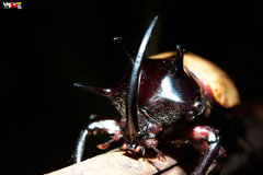 Eupatorus gracilicornis