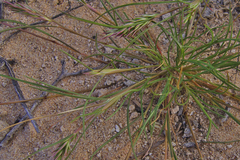 Schismus schismoides