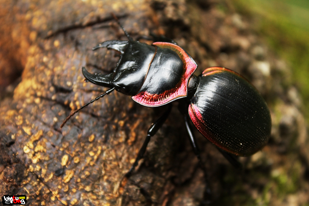 Copper-bordered Ground Beetle