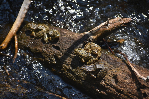 iNaturalist observation photo of Sierra Nevada Yellow-legged Frog