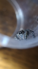 Phidippus borealis