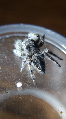 Phidippus borealis